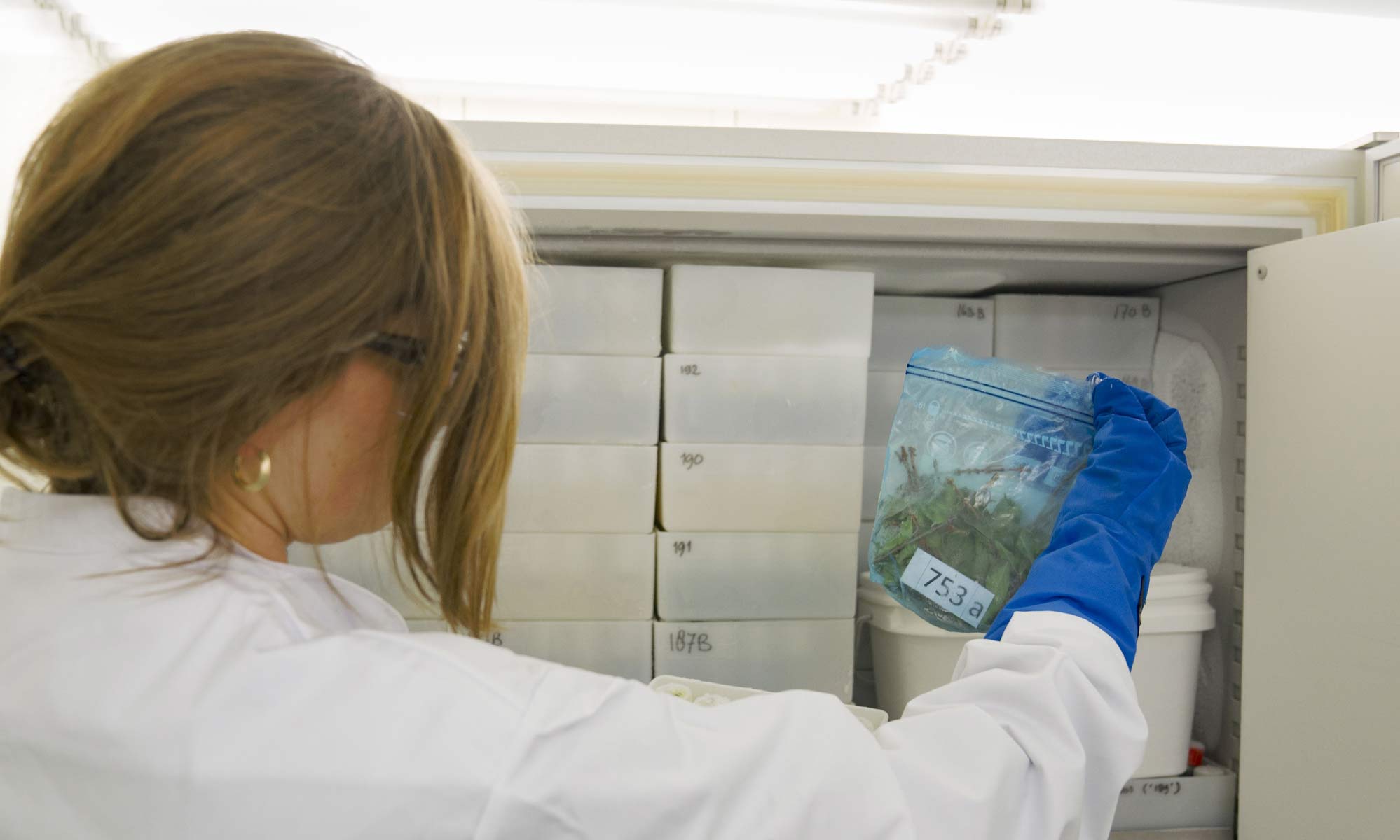 plantmateriaal-op-nummer-in-de-vriezer- plantenextract-in-de-vriezer