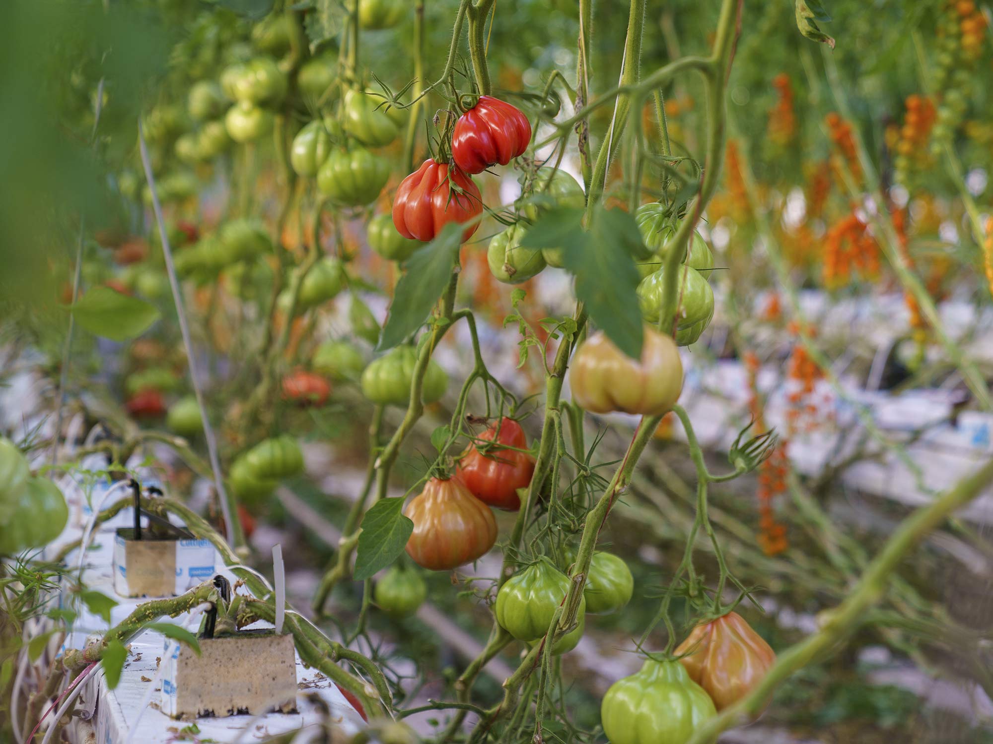 tomatenplant-in-kas